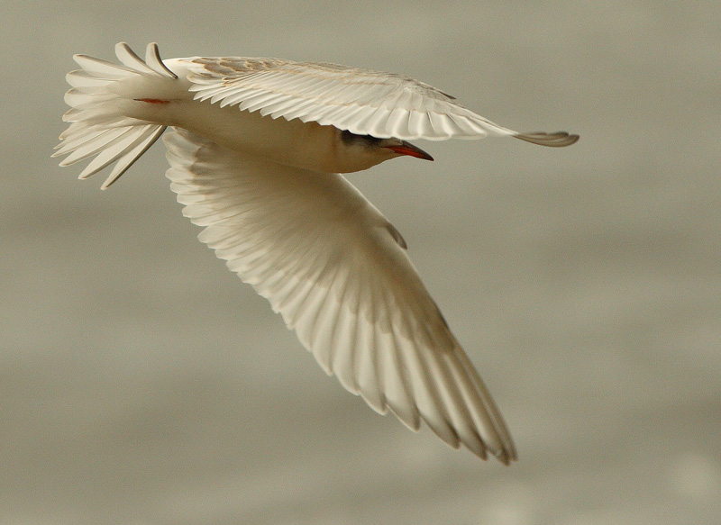 Lapintiira Arctic Tern (Sterna paradisaea)