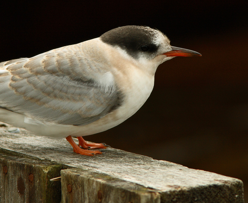 Lapintiira Arctic Tern (Sterna paradisaea)