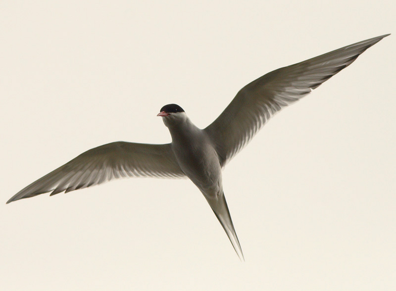 Lapintiira Arctic Tern (Sterna paradisaea)