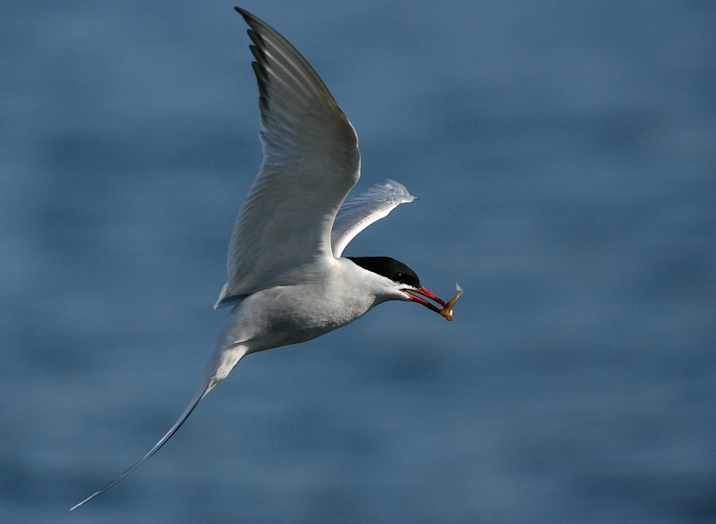 Lapintiira Arctic Tern (Sterna paradisaea)