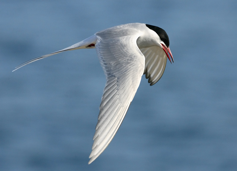 Lapintiira Arctic Tern (Sterna paradisaea)