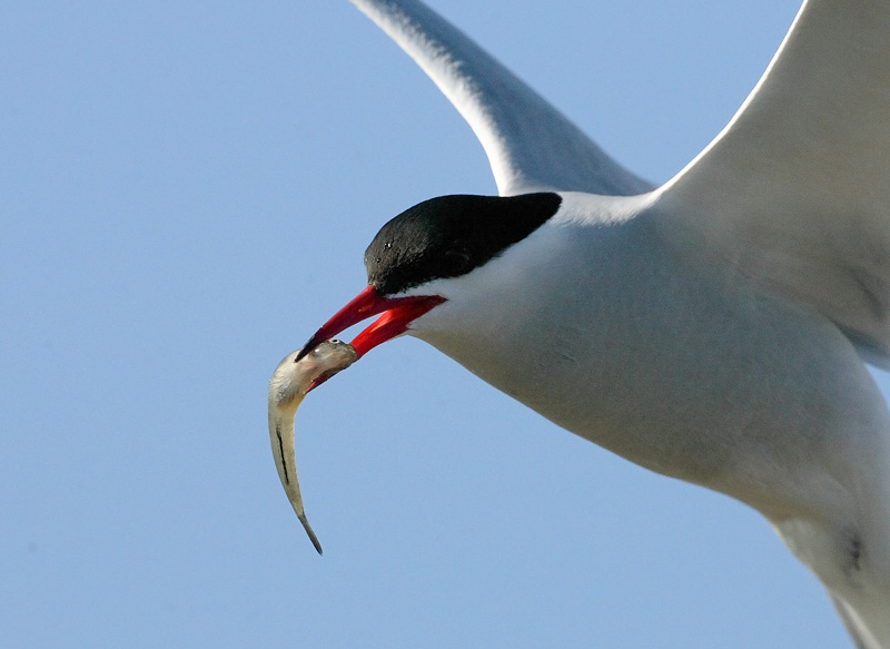 Lapintiira Arctic Tern (Sterna paradisaea)