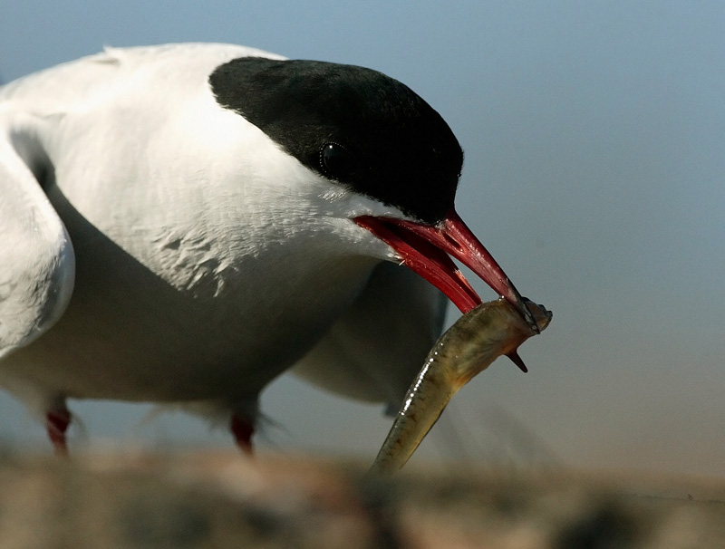 Lapintiira Arctic Tern (Sterna paradisaea)