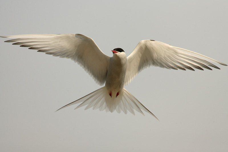 Lapintiira Arctic Tern (Sterna paradisaea)