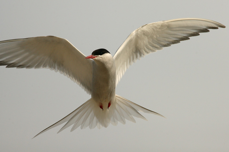 Lapintiira Arctic Tern (Sterna paradisaea)