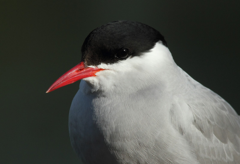 Lapintiira Arctic Tern (Sterna paradisaea)