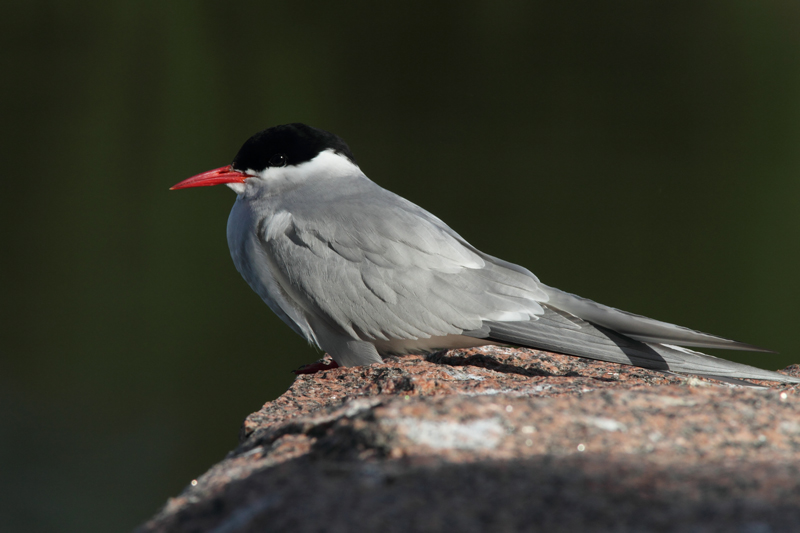 Lapintiira Arctic Tern (Sterna paradisaea)