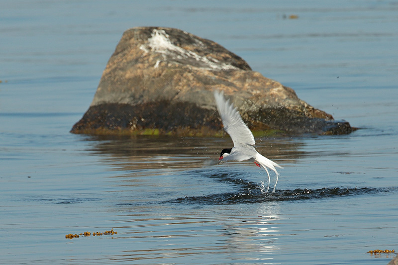 Lapintiira Arctic Tern (Sterna paradisaea)