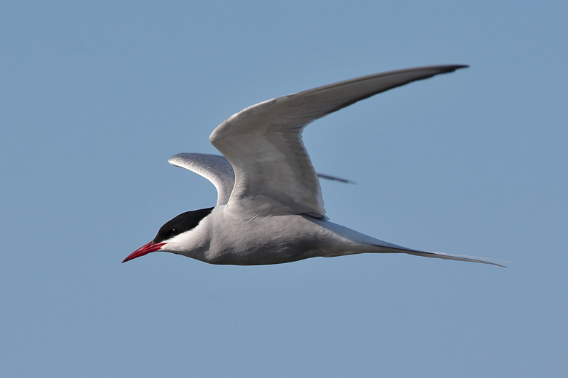 Lapintiira Arctic Tern (Sterna paradisaea)