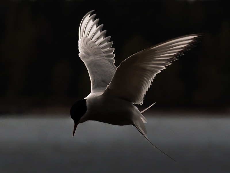 Lapintiira Arctic Tern (Sterna paradisaea)