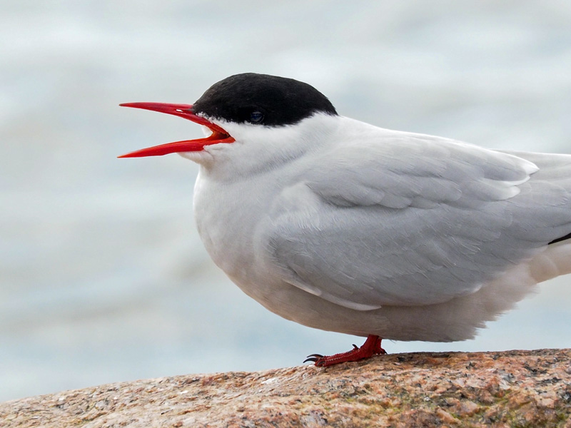 Lapintiira Arctic Tern (Sterna paradisaea)