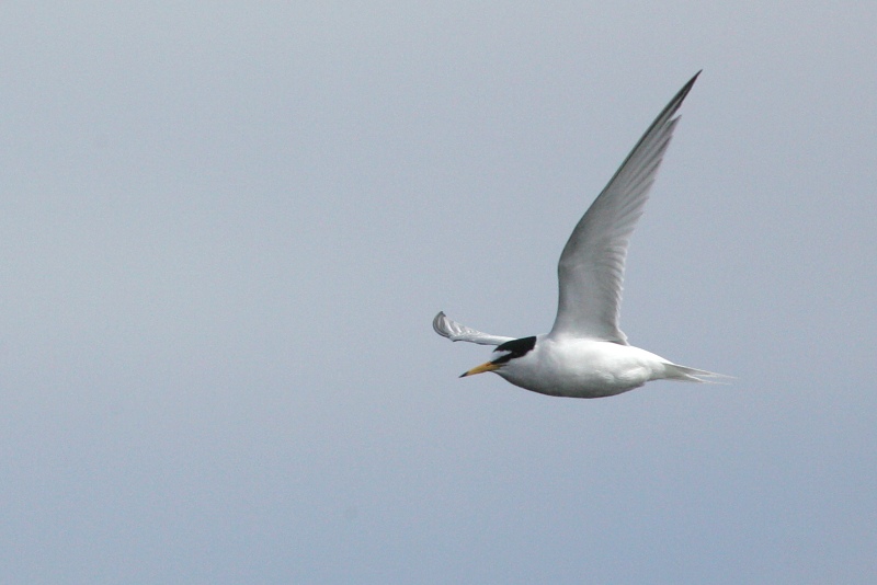 Pikkutiira Little Tern (Sterna albifrons)