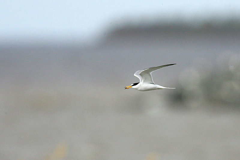 Pikkutiira Little Tern (Sterna albifrons)