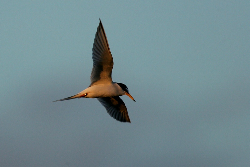 Pikkutiira Little Tern (Sterna albifrons)