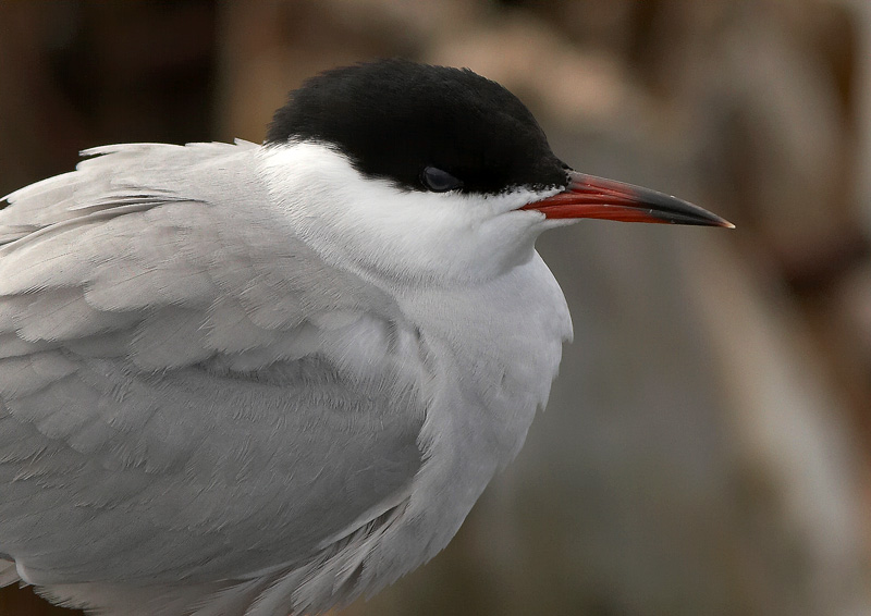 Kalatiira, Common Tern (Sterna hirundo)