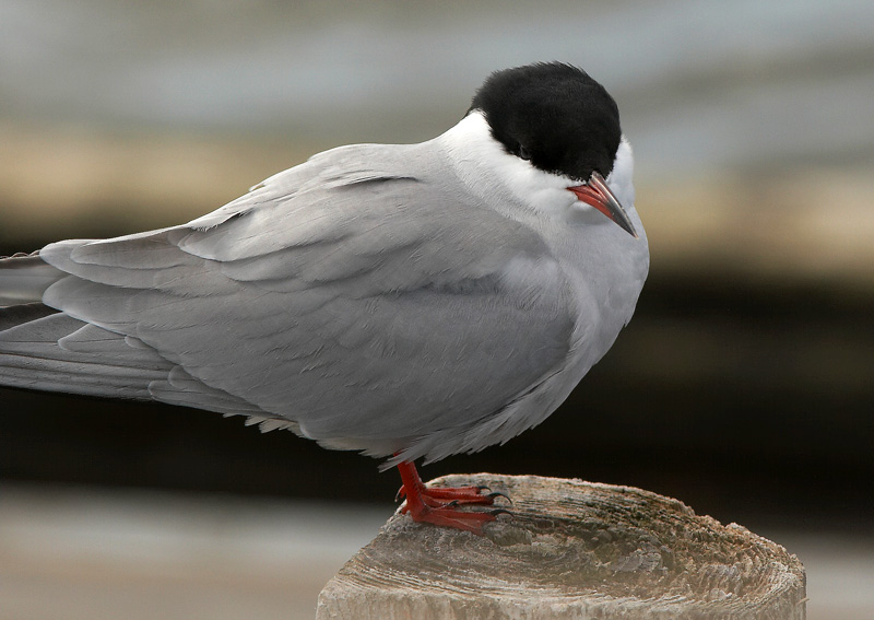 Kalatiira, Common Tern (Sterna hirundo)