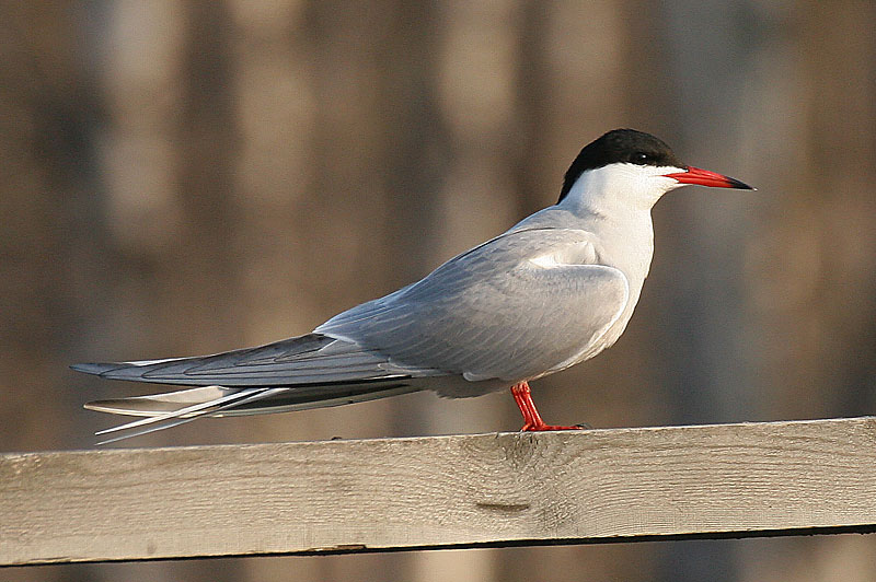 Kalatiira, Common Tern (Sterna hirundo)