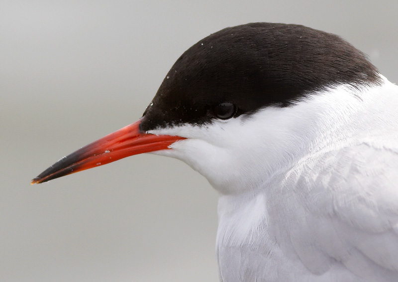 Kalatiira, Common Tern (Sterna hirundo)