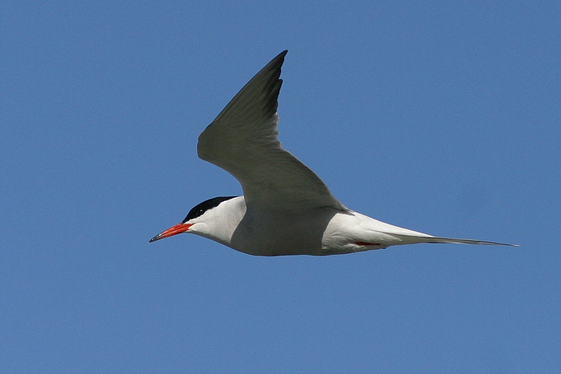 Kalatiira, Common Tern (Sterna hirundo)