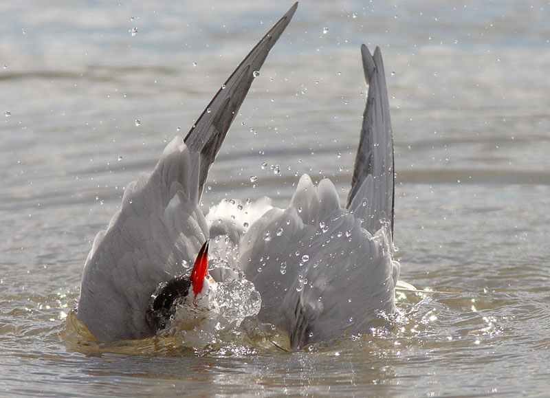 Kalatiira, Common Tern (Sterna hirundo)