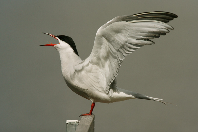 Kalatiira, Common Tern (Sterna hirundo)