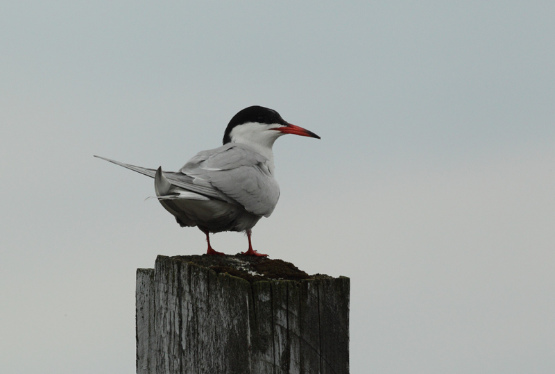 Kalatiira, Common Tern (Sterna hirundo)