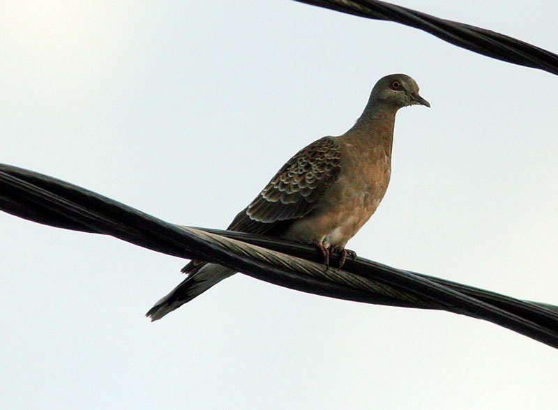 Id�nturturikyyhky (Streptopelia orientalis meena)