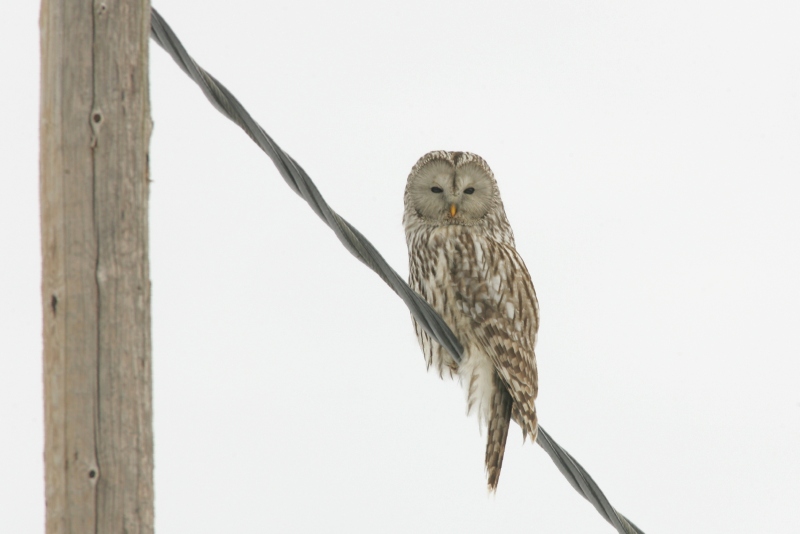 Viirup�ll� Ural Owl(Strix uralensis)