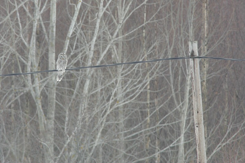 Viirup�ll� Ural Owl(Strix uralensis)