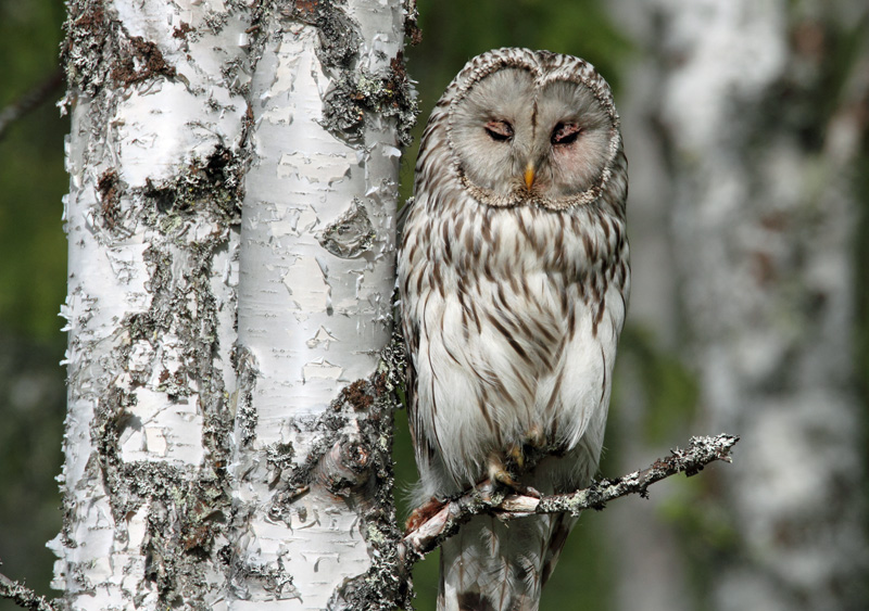 Viirup�ll� Ural Owl (Strix uralensis)