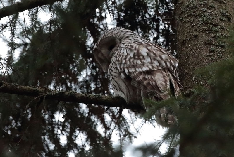 Viirup�ll� Ural Owl (Strix uralensis)