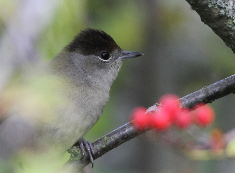 Mustap��kerttu Blackcap (Sylvia atricapilla)