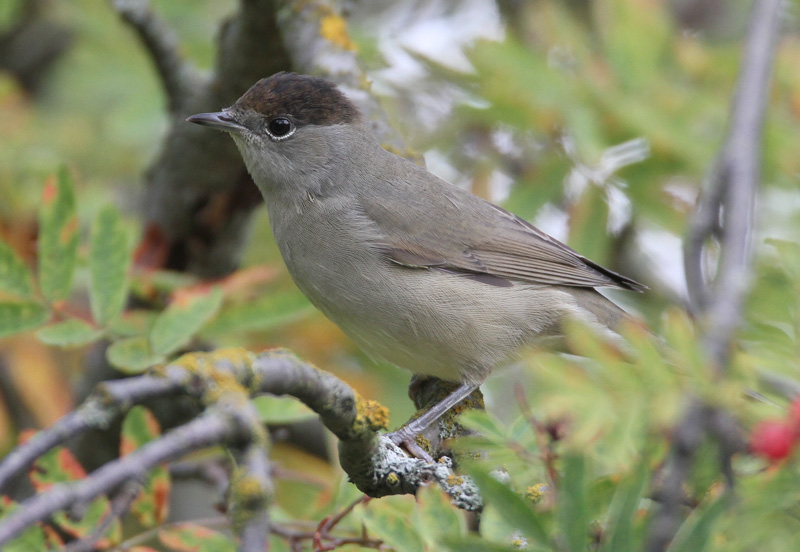 Mustap��kerttu Blackcap (Sylvia atricapilla)