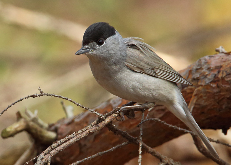 Mustap��kerttu Blackcap (Sylvia atricapilla)