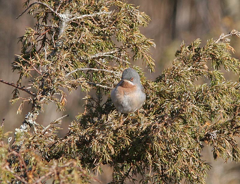 Rusorintakerttu Sylvia Cantillans