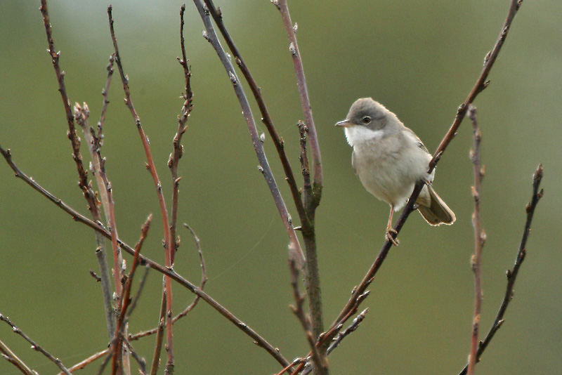 Pensaskerttu, Whitethroat (Sylvia communis)