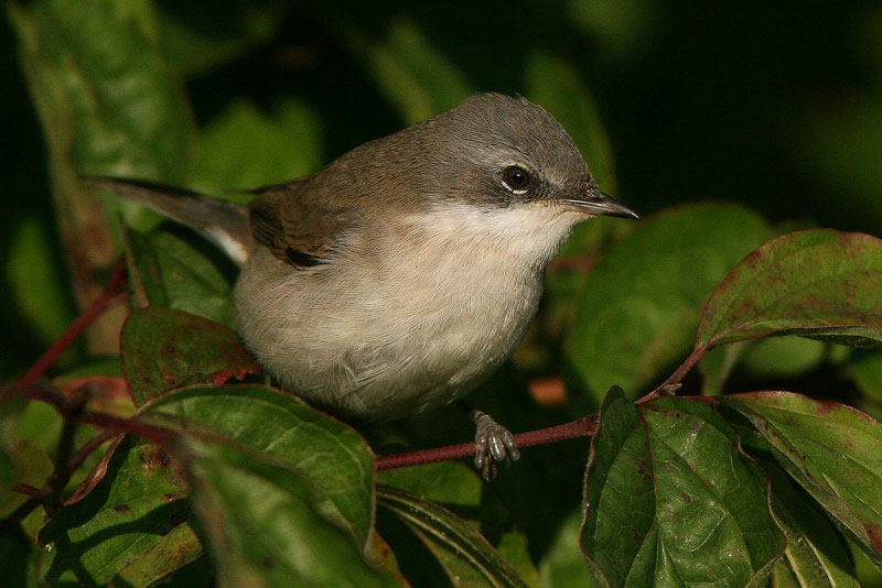 Hernekerttu