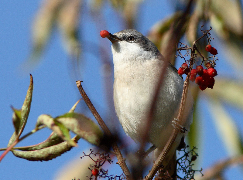 Hernekerttu (Sylvia curruca)