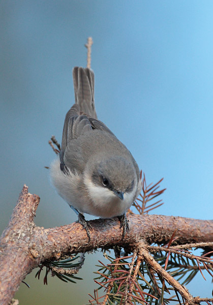 Hernekerttu Lesser Whitethroat (Sylvia curruca)