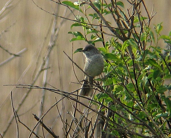 Kirjokerttu