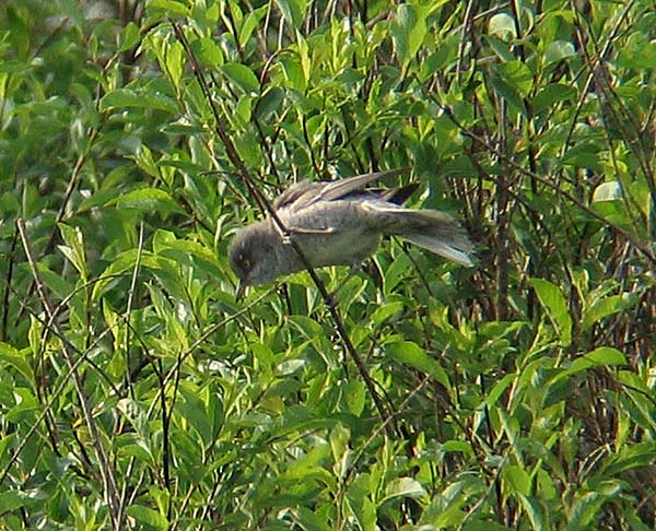 Kirjokerttu