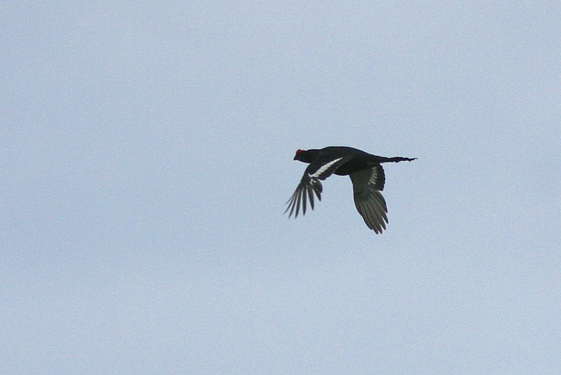 Teeri (Tetrao tetrix)