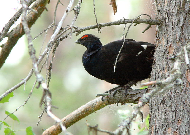 Teeri (Tetrao tetrix)