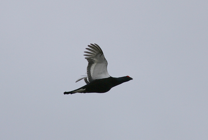 Teeri (Tetrao tetrix)