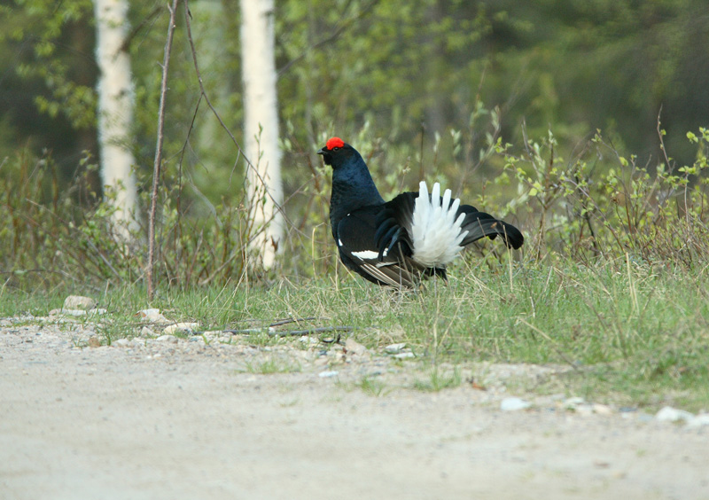 Teeri (Tetrao tetrix)