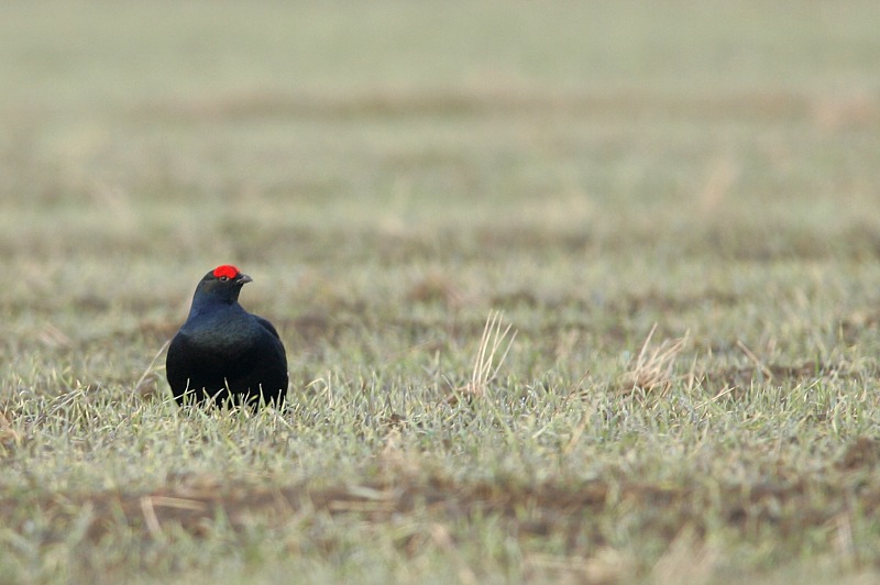 Teeri (Tetrao tetrix)