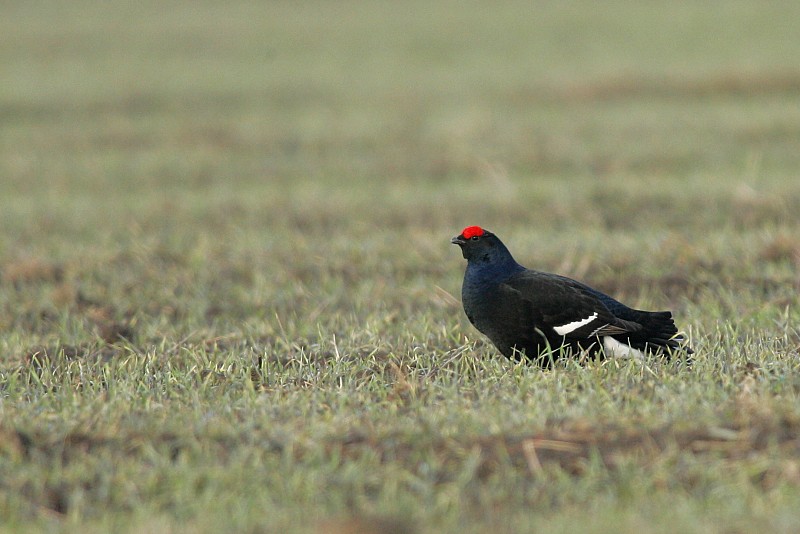 Teeri (Tetrao tetrix)