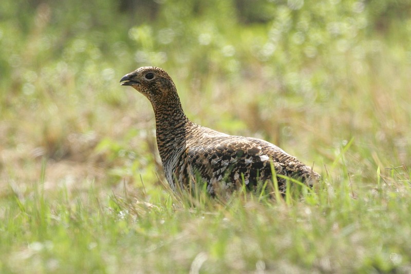 Teeri (Tetrao tetrix)