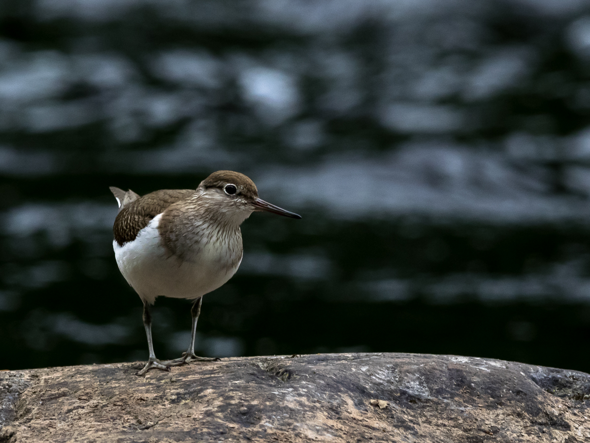 Rantasipi, Common Sandpiper (Actitis hypoleucos)