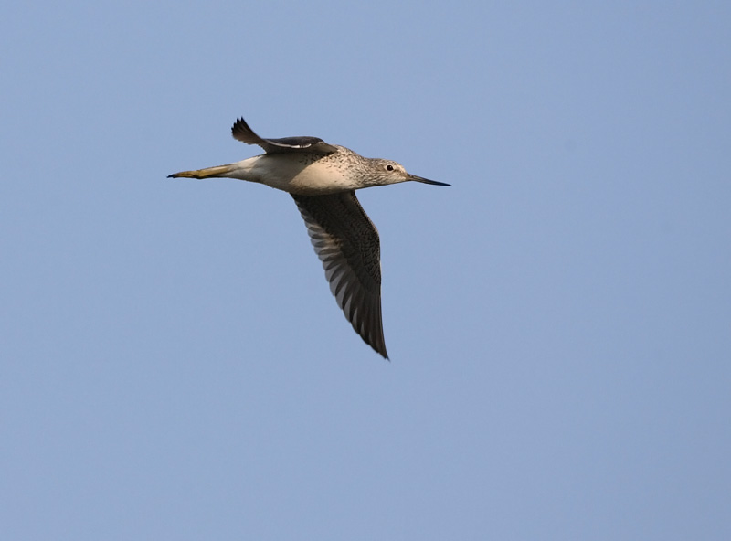 Valkoviklo Common Greenshank (Tring nebularia)